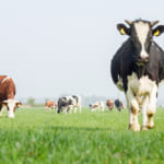 牛の糞尿で再エネづくり。アメリカの農場で進む「バイオ」な実験とは？ width=