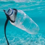 プラスチックを食べる細菌、世界中で出現。ごみ問題の救世主となるか width=