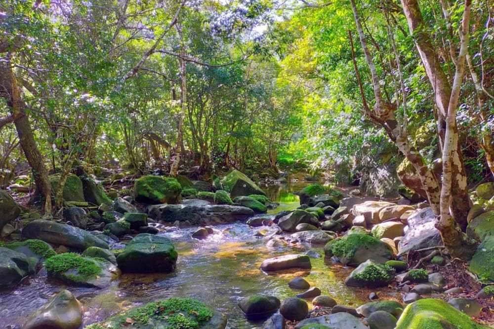 雨上がりで濃い緑が際立つ西表島の自然