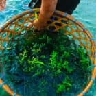 海藻は、次世代のクリーンエネルギーとなるか
