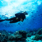 サンゴ礁の状態は「音」でわかる？海の生態系に耳を傾けるイギリスの研究者たち