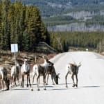 「野生動物のための道」米ロサンゼルスの高速道路に誕生へ width=