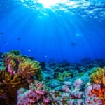 海洋保護区とは・意味 width=