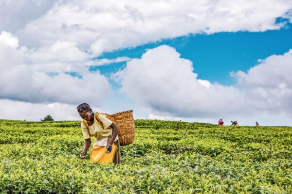 2017 Sept 5 Tea Estate, Nandi Hills, Kenya. African woman harvesting high quality tender tea leaves & flushes by hand. Labor intensive agriculture. Black tea. Africa.