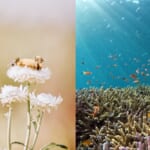 米カリフォルニア州が、ミツバチを「魚の一種」と認定した理由 width=