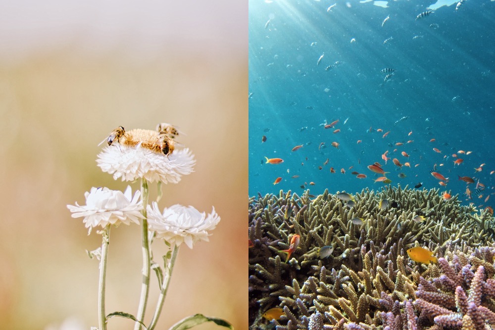 米カリフォルニア州が、ミツバチを「魚の一種」と認定した理由 | 世界のソーシャルグッドなアイデアマガジン | IDEAS FOR GOOD