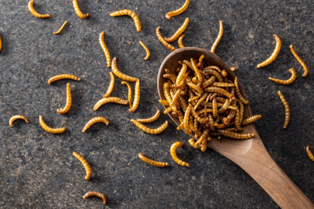 insect food 昆虫食