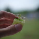 ハイドロポニックスとは・意味 width=