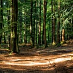 持続可能な森林経営とは・意味 width=