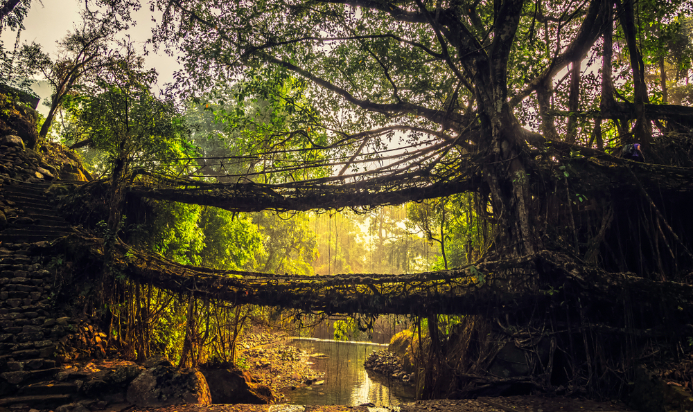 インド・メガラヤ州のカーシ族が世代交代しながら作った「生きている橋」