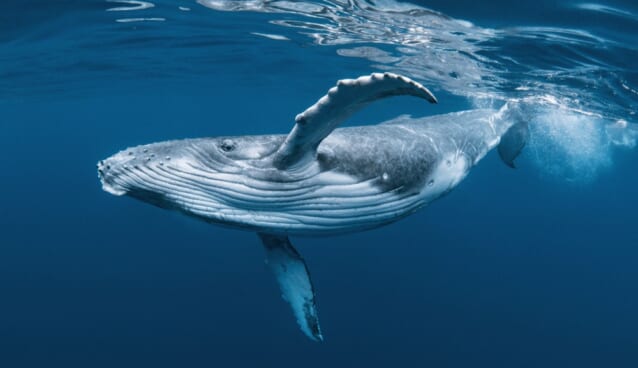 A,Baby,Humpback,Whale,Plays,Near,The,Surface,In,Blue