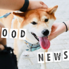 【2023年8月】犬と5分触れ合うだけで健康に。ちょっと心が明るくなる世界のグッドニュース5選