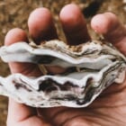 捨てられる牡蠣の殻で紡いだセーター「SeaWell™ Collection」