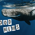 【2023年11月】世界初、マッコウクジラのための海洋保護区。ちょっと心が明るくなる世界のグッドニュース5選