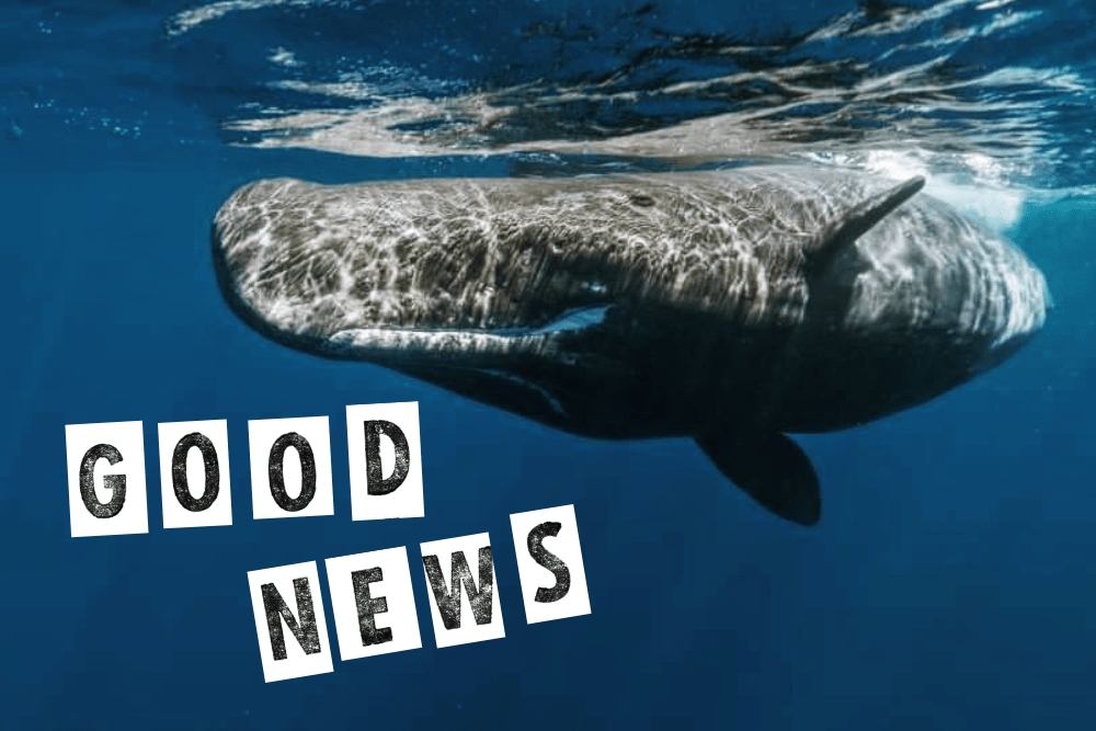 【2023年11月】世界初、マッコウクジラのための海洋保護区。ちょっと心が明るくなる世界のグッドニュース5選