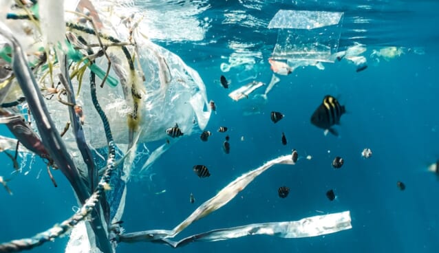 school of fish in water Plastic pollution and juvenile fish.