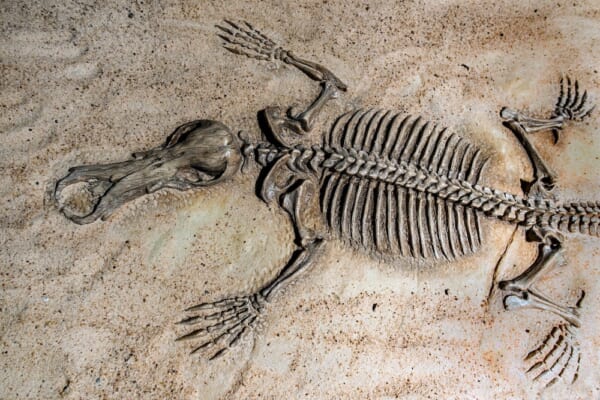 化石の写真。gray and black fish on sand