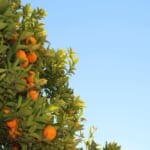 オレンジをクリーンエネルギーに変える、セビリアの計画 width=