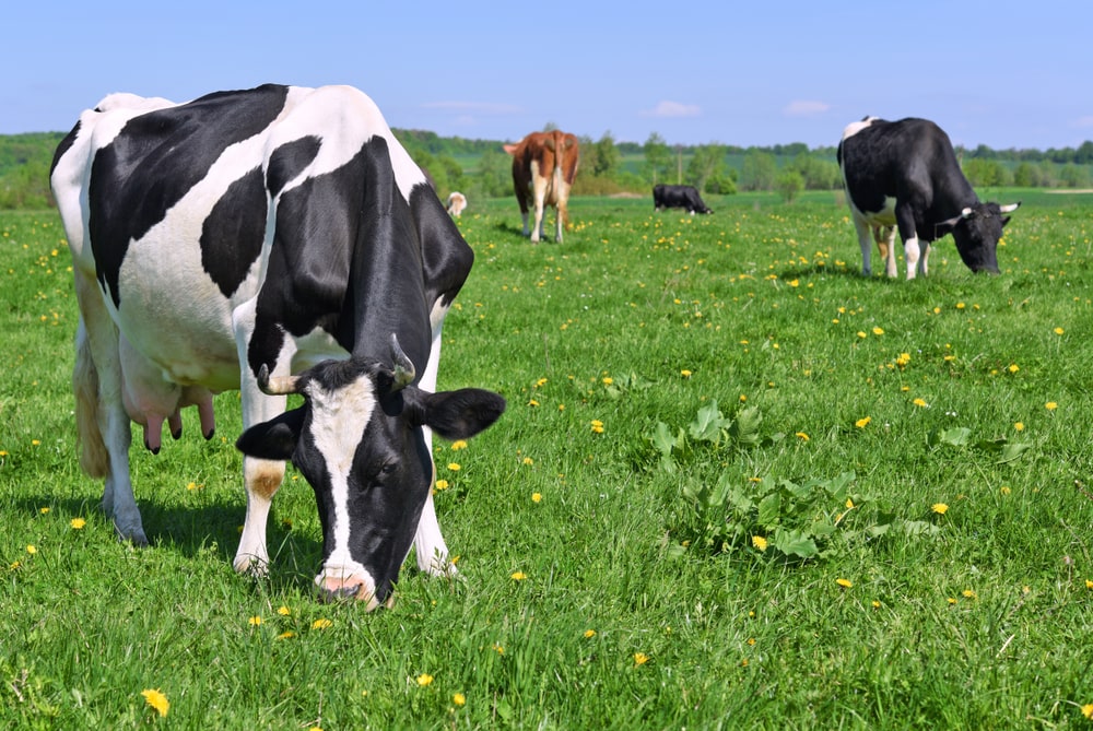 Grass-Fed Beef: Production, Regulations, and Food Labeling