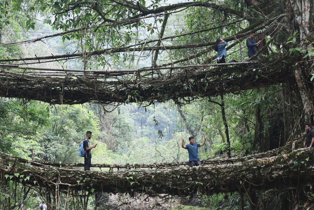 インドにある「生きている根の橋（Living root bridge）」