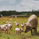 世界初、家畜の炭素税を導入へ。デンマークが進める食のグリーン戦略とは