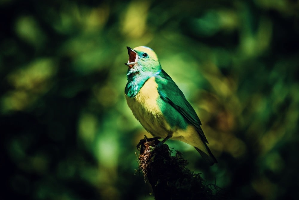 鳥のさえずりが充足感を高める。人間と自然の“音”の関係を、英国の研究チームが発見