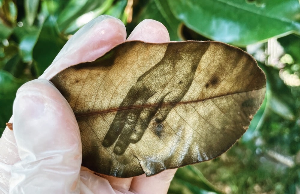 葉の上に“光で”写真を印刷。スローなプリント手法が写し出す、自然界の時間軸とは