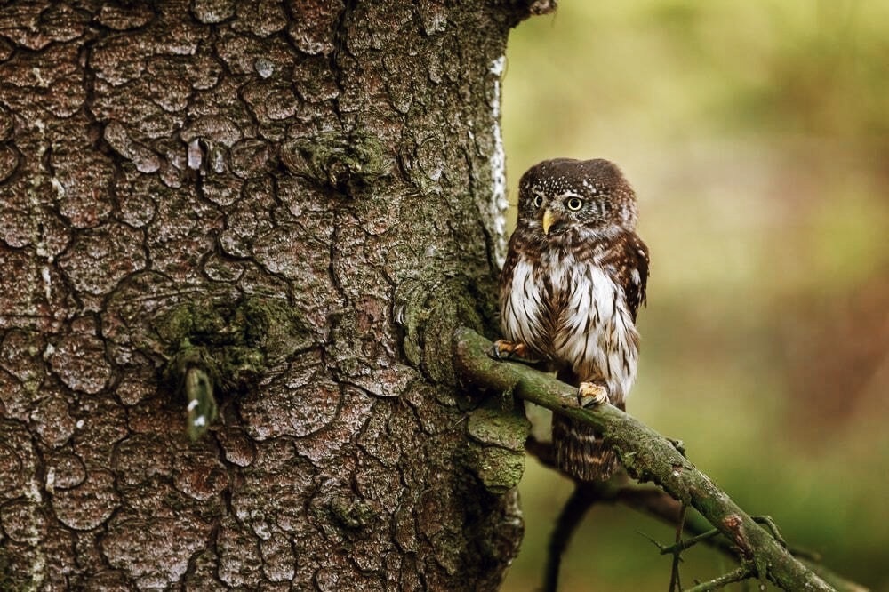 鳥はソプラノ、狼はテノール。自然の音とオーケストラを融合した音楽アルバム「Wild Concerto」 width=