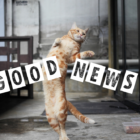 【2025年5月後半】猫舌を助けてくれる猫。何気ない日常に踊りを。グッドニュース5選