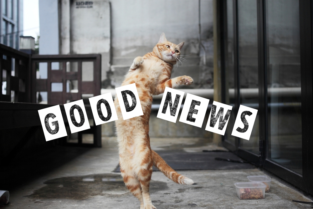 猫舌を助けてくれる猫。何気ない日常に踊りを。グッドニュース5選【2025年5月後半】
