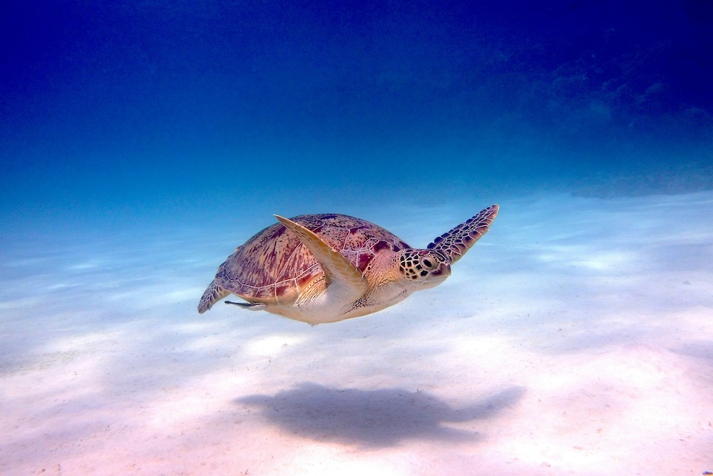 ウミガメ