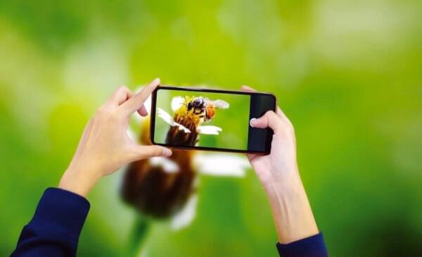 スマホで昆虫の写真を撮っている様子