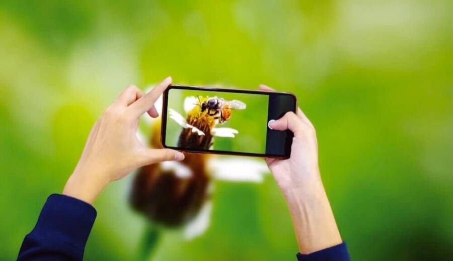 スマホで昆虫の写真を撮っている様子