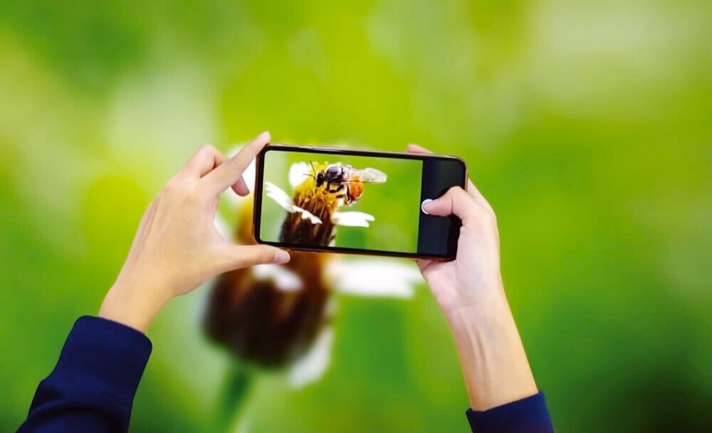 生物多様性を守るカギは、市民科学？スマホで参加できるカナダのデータ収集プロジェクト width=
