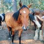 かつて人を乗せた馬は、いま心のパートナーに。動物たちとの対話に教えられた、効率に縛られない真の豊かさとは