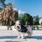 旅の主役は、犬。ヘルシンキが発表した世界初の「犬専用」観光ルート