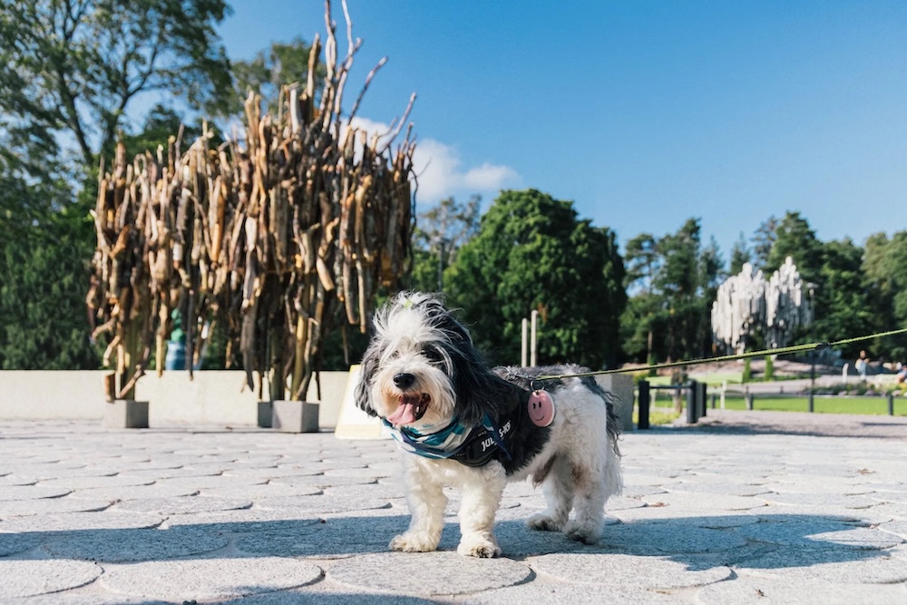 旅の主役は、犬。ヘルシンキが発表した世界初の「犬専用」観光ルート