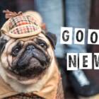 見放されかけた犬が、迷子探しの名探偵に？グッドニュース5選【2025年10月前半】