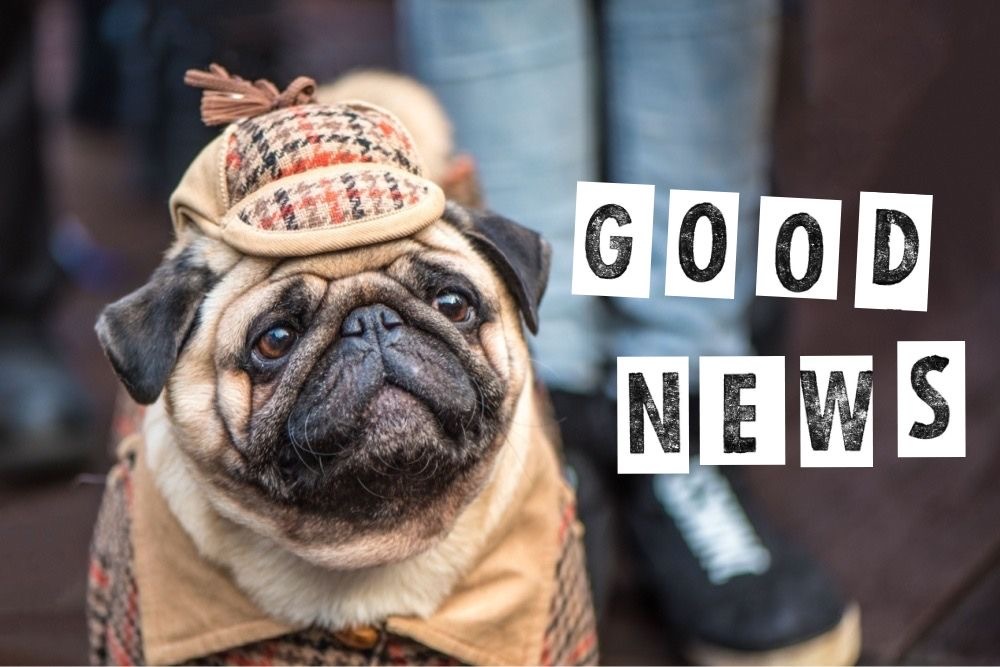 見放されかけた犬が、迷子探しの名探偵に？グッドニュース5選【2025年10月前半】 width=