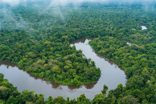 アマゾンの熱帯雨林