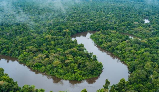 アマゾンの熱帯雨林