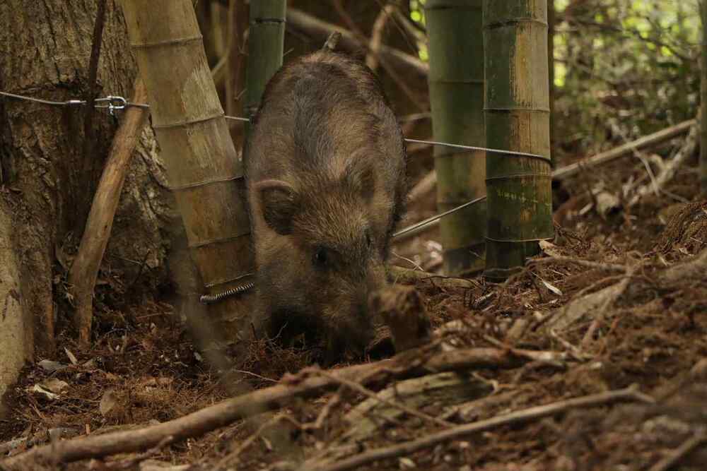 イノシシ