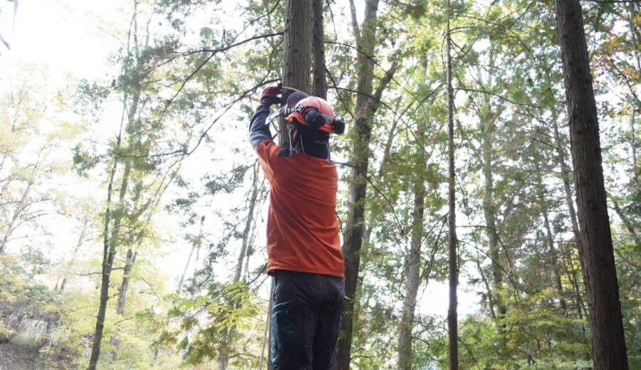 山での間伐の様子