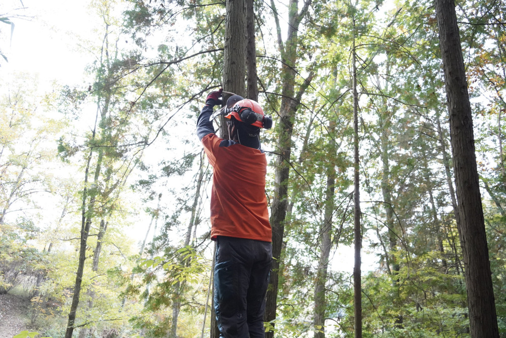 山での間伐の様子