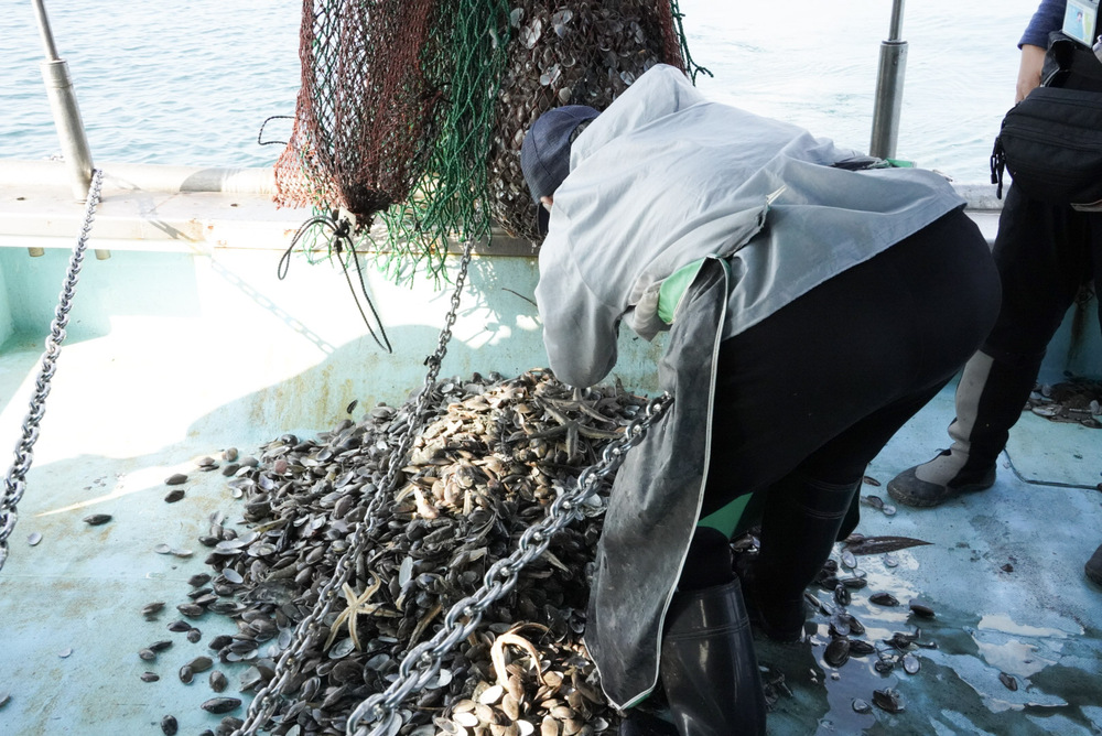 底引き網で穫れた魚の仕分け作業の様子