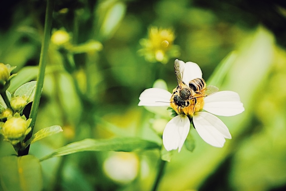 世界初、南米で「昆虫」に法的権利を承認。受粉の8割を担うハチを守る width=