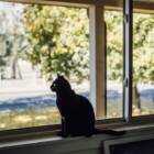 窓から「3本の木」が見える幸せを、国の基準に。健康をデザインするオランダの都市計画