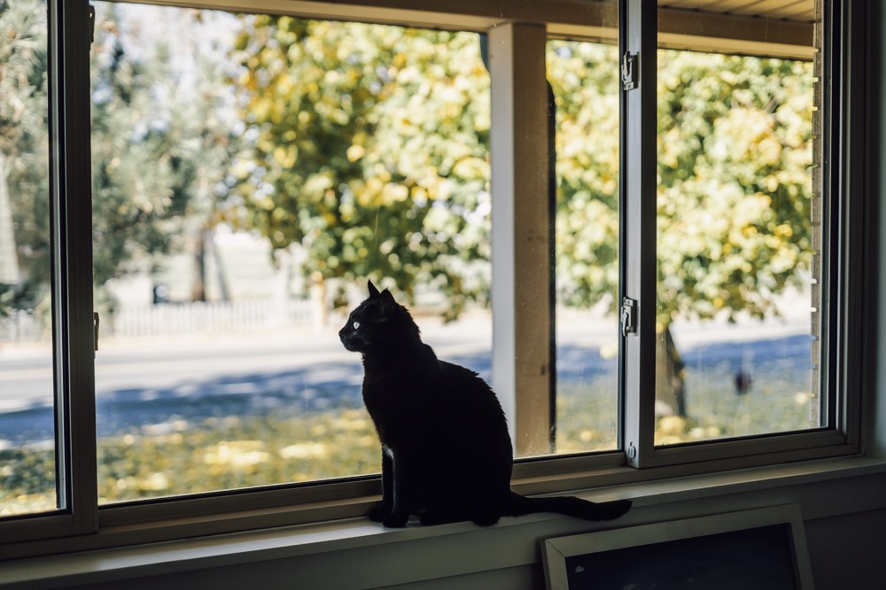 窓から「3本の木」が見える幸せを、国の基準に。健康をデザインするオランダの都市計画 width=