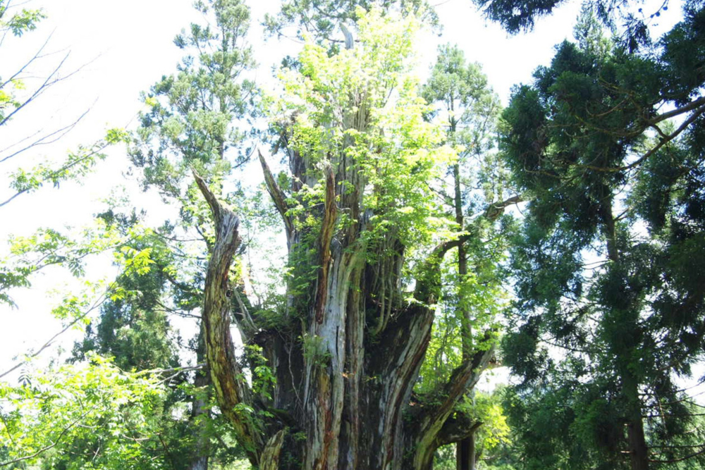 岐阜県郡上の石徹白の大杉