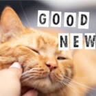 “保護猫のいない保健所”最後の一匹が里親のもとへ。グッドニュース5選【2026年2月後半】